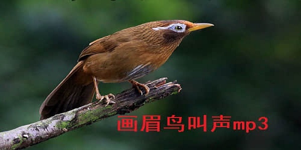 画眉鸟叫声截图